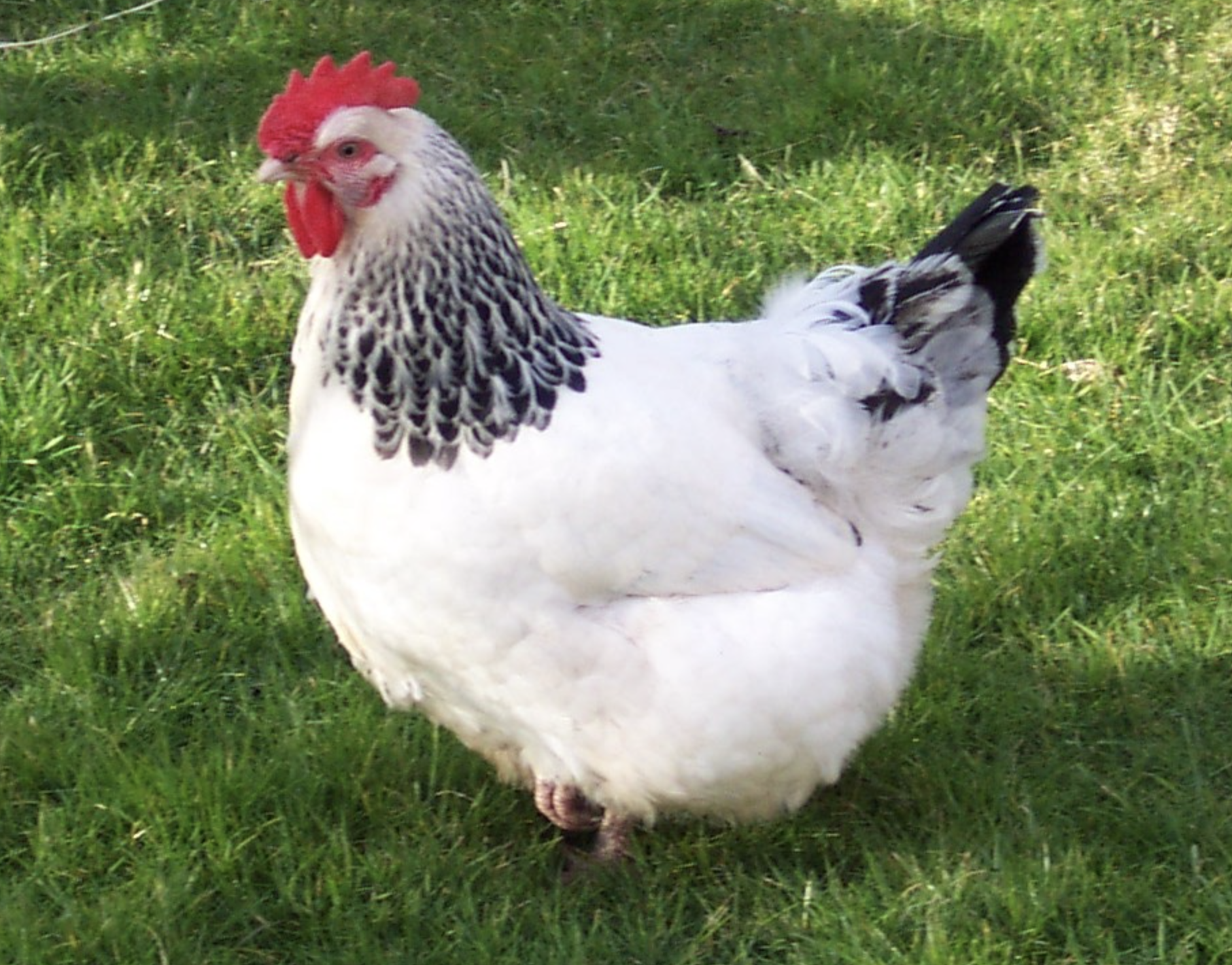 plymouth rock chicken